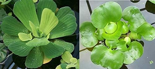 2 Water Lettuce + 2 Water Hyacinth Bundle - Floating Live Pond Plants-PurrikoPets