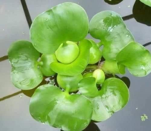 2 Water Lettuce + 2 Water Hyacinth Bundle - Floating Live Pond Plants-PurrikoPets
