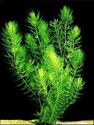 3 Hornwort Bunch Plants for Ponds or Aquariums-PurrikoPets