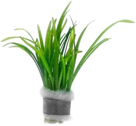 Dwarf Sagittaria Subulata Live Aquarium Plant for Freshwater Planted Fish Tanks - Aquatic Potted Plants (Bunch)-PurrikoPets