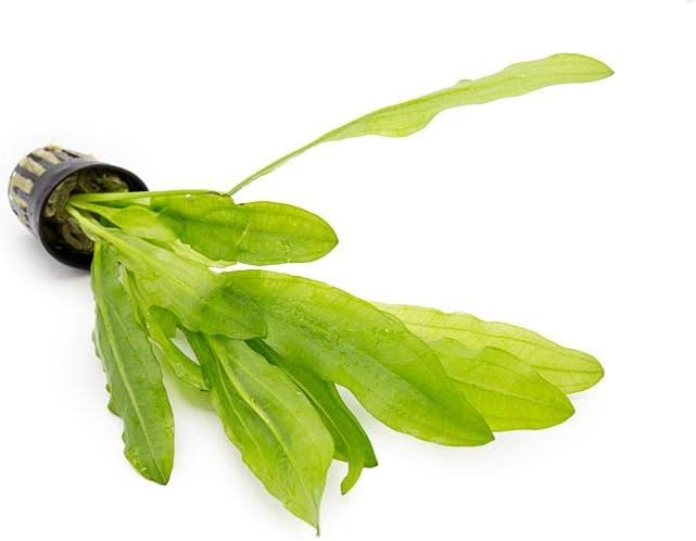 Echinodorus Major Ruffle Sword Live Plant for Freshwater Aquariums, Natural Fish Tank Decorations, and Aquatic Decor (1 Pot (2-3 Plants))-PurrikoPets