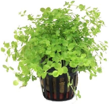 Foreground Potted Live Aquarium Plants | Freshwater Aquatic Plants for Aquariums (Potted Monte Carlo, 3 Pack)-PurrikoPets