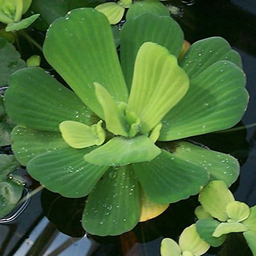 2 Water Lettuce + 2 Water Hyacinth Bundle - Floating Live Pond Plants-PurrikoPets