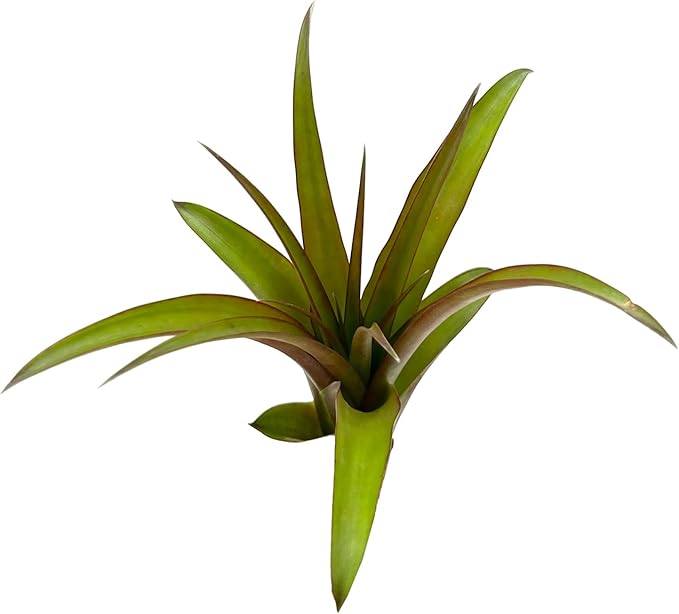 Air Plants - Tillandsia Red Capitata, Large 5-7” - 2 ct - Live Arrival Guaranteed - House Plants for Home Decor & Gift-PurrikoPets