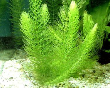 24 Plants Bundle / 6 Species Live Aquarium Plants Package - Microsorum, Amazon Sword, Anubias, Moneywort, Hornwort, etc. (100+ Gallon Aquariums)-PurrikoPets