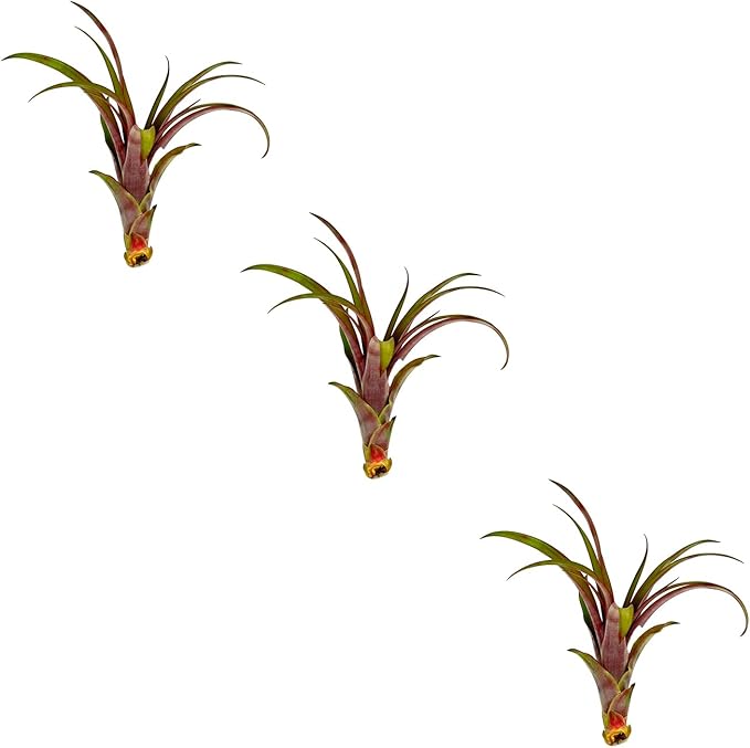 Air Plants - Tillandsia Red Capitata, Large 5-7” - 3 ct - Live Arrival Guaranteed - House Plants for Home Decor & Gift-PurrikoPets
