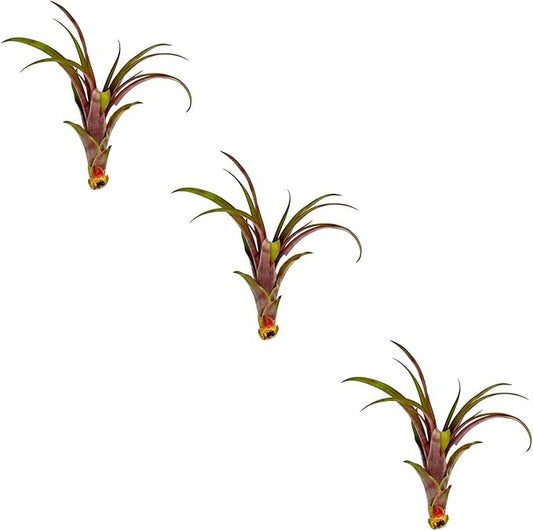 Air Plants - Tillandsia Red Capitata, Large 5-7” - 3 ct - Live Arrival Guaranteed - House Plants for Home Decor & Gift-PurrikoPets