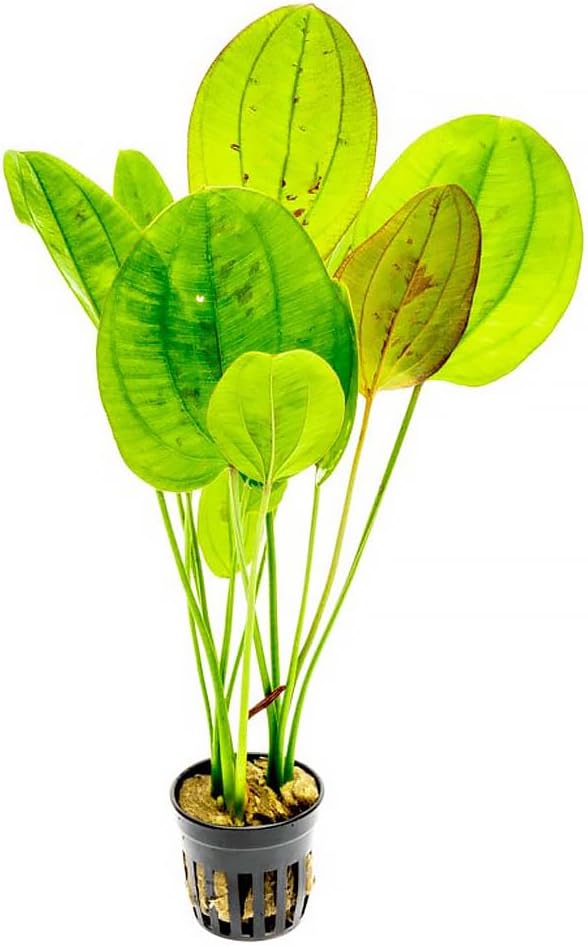 Echinodorus Yellow Sun Sword Live Plant for Freshwater Aquariums, Natural Fish Tank Decorations, and Aquatic Decor (1 Pot (2-3 Plants))-PurrikoPets