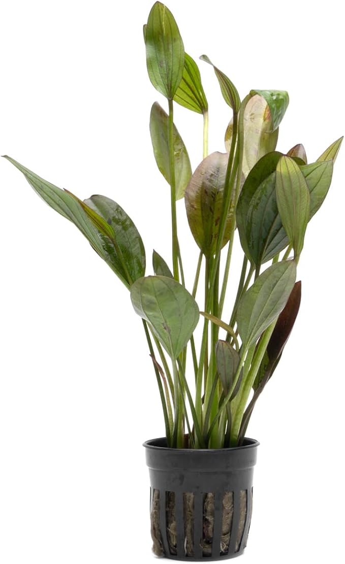 Echinodorus Ozelot Green Sword Live Plant for Freshwater Aquariums, Natural Fish Tank Decorations, and Aquatic Decor (1 Pot (2-3 Plants))-PurrikoPets