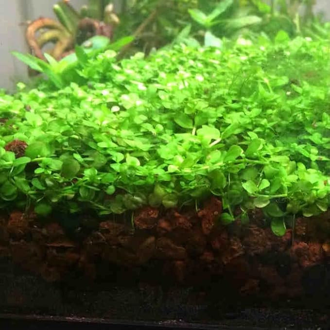 Foreground Potted Live Aquarium Plants | Freshwater Aquatic Plants for Aquariums (Potted Monte Carlo, 5 Pack)-PurrikoPets