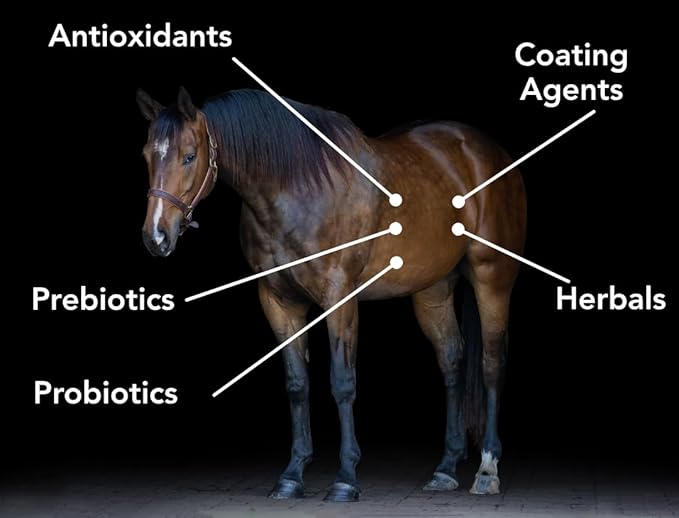 Gastro-Plex (6 lb) Supports Gut Health and Hindgut Digestion in Horses-PurrikoPets