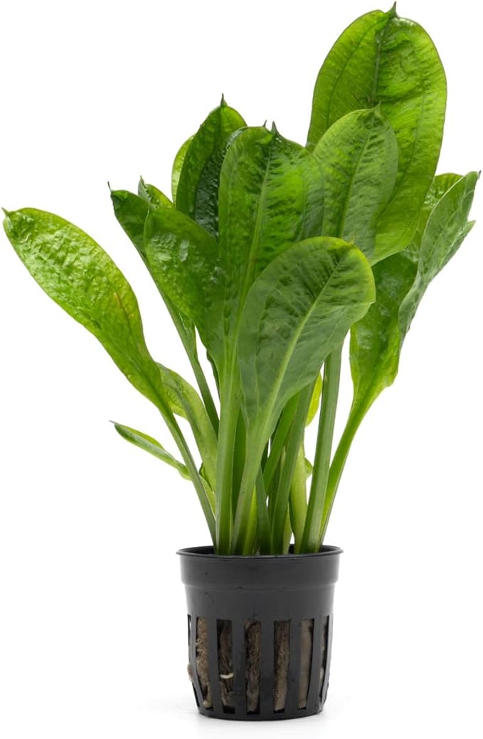 Echinodorus Parviflorus Rosette Sword Live Plant for Freshwater Aquariums, Natural Fish Tank Decorations, and Aquatic Decor (1 Pot (2-3 Plants))-PurrikoPets