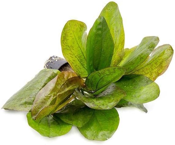 Echinodorus Fancy Twist Sword Live Plant for Freshwater Aquariums, Natural Fish Tank Decorations, and Aquatic Decor (1 Pot (2-3 Plants))-PurrikoPets