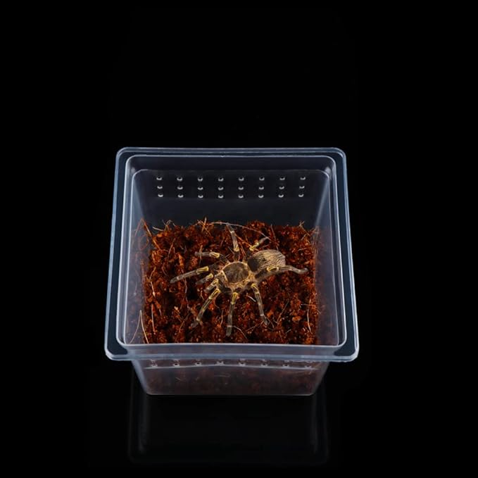 20 Pcs Spider Terrariums Breeding Box Hatching Container Acrylic Feeding Box for Small Reptile Scorpion Centipede Insect (Small Size)-PurrikoPets