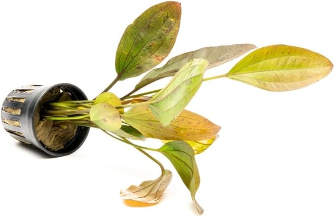 Echinodorus Ozelot Sword Live Plant for Freshwater Aquariums, Natural Fish Tank Decorations, and Aquatic Decor (1 Pot (2-3 Plants))-PurrikoPets