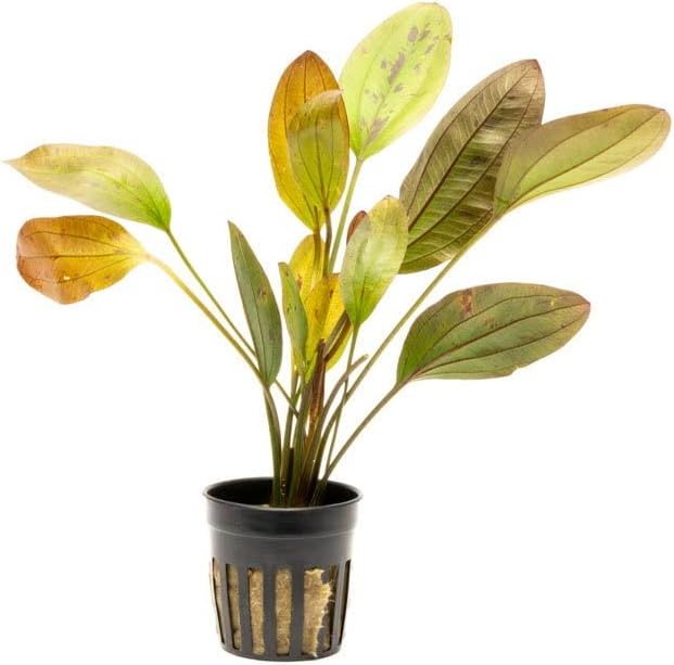 Echinodorus Ozelot Sword Live Plant for Freshwater Aquariums, Natural Fish Tank Decorations, and Aquatic Decor (1 Pot (2-3 Plants))-PurrikoPets