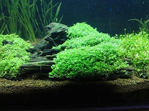 Foreground Potted Live Aquarium Plants | Freshwater Aquatic Plants for Aquariums (Potted Dwarf Baby Tears, 3 Pack)-PurrikoPets