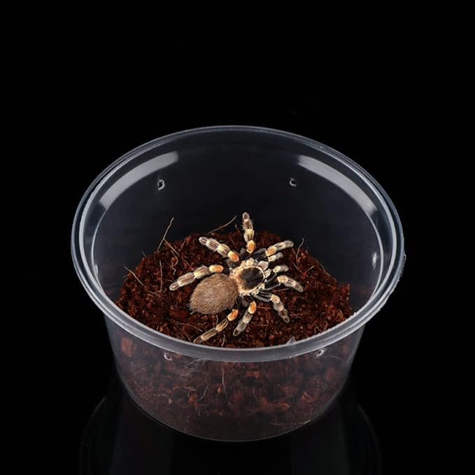 10 Pcs Spider Terrariums Breeding Box Small Round Hatching Container Acrylic Feeding Box for Spider Scorpion Centipede Insect-PurrikoPets