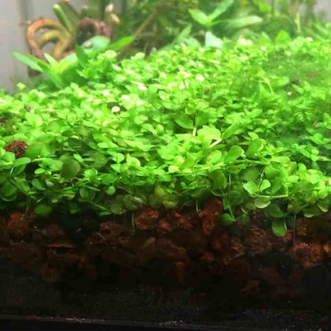 Foreground Potted Live Aquarium Plants | Freshwater Aquatic Plants for Aquariums (Potted Monte Carlo)-PurrikoPets