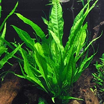 3 Aquatic Plants Bundle | Live Plants for Freshwater Aquariums (3 X Microsorum Java Fern Plants)-PurrikoPets