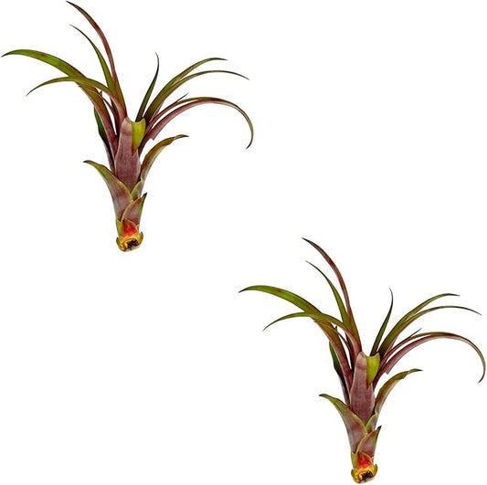 Air Plants - Tillandsia Red Capitata, Large 5-7” - 2 ct - Live Arrival Guaranteed - House Plants for Home Decor & Gift-PurrikoPets