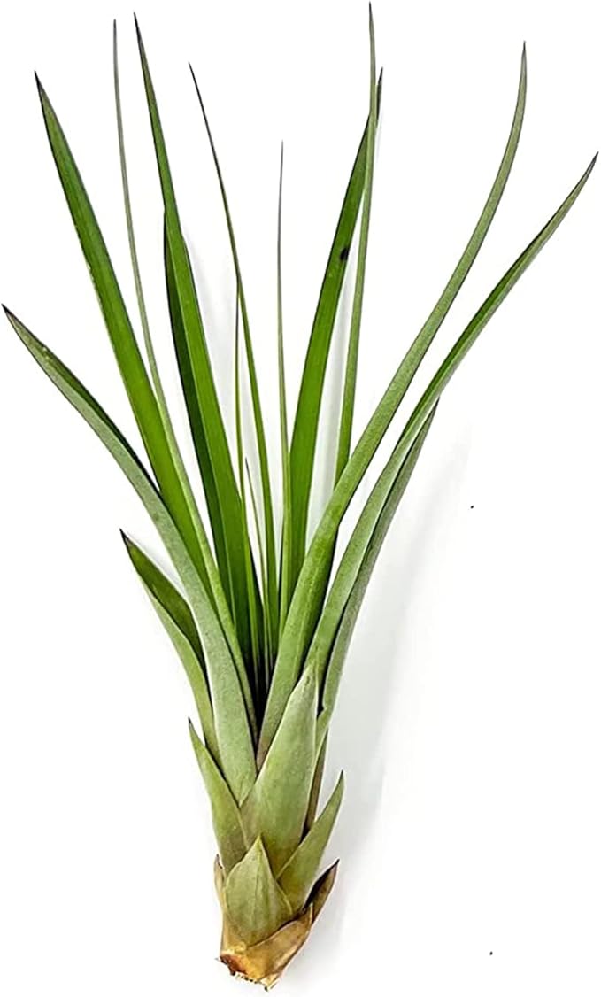 Air Plants - Tillandsia Fasciculata Tricolor, Large 4-6" - 1ct - Live Arrival Guaranteed - House Plants for Home Decor & Gift-PurrikoPets