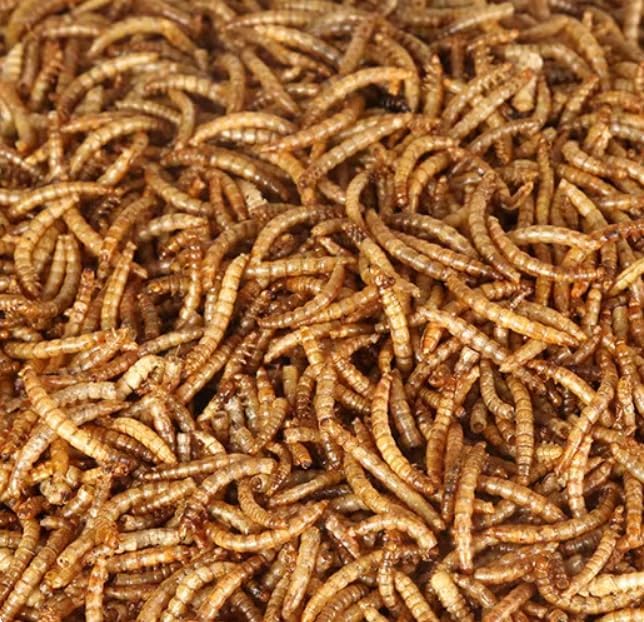 10lbs Dried Mealworms - Premium Non-GMO Chicken Feed, Nutritious High Protein Meal Worms- Food and Treats for Laying Hens, Wild Birds, Ducks, Chicken-PurrikoPets