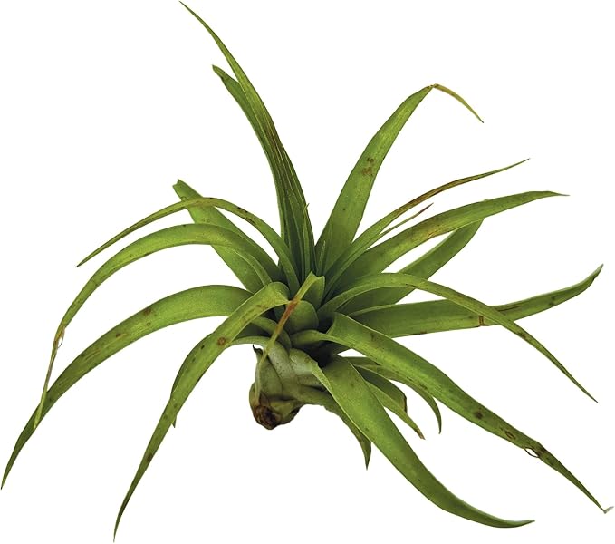 Air Plants - Tillandsia Brachycaulos Multiflora, Jumbo 5-7" - 2 ct - Live Arrival Guaranteed - House Plants for Home Decor & Gift-PurrikoPets