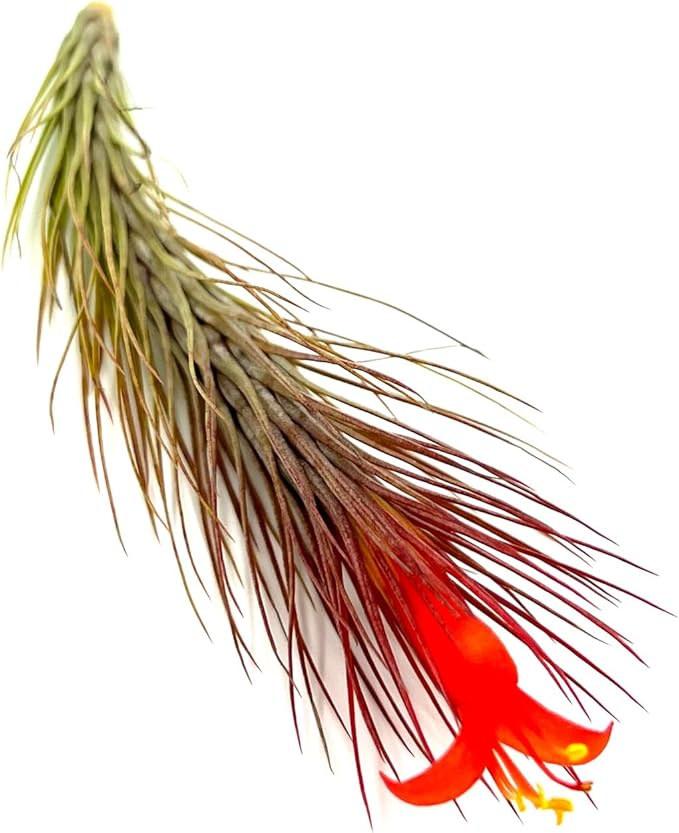 Air Plants - Tillandsia Funckiana Hybrid, Large 5-7" - 2ct - Live Arrival Guaranteed - House Plants for Home Decor & Gift-PurrikoPets