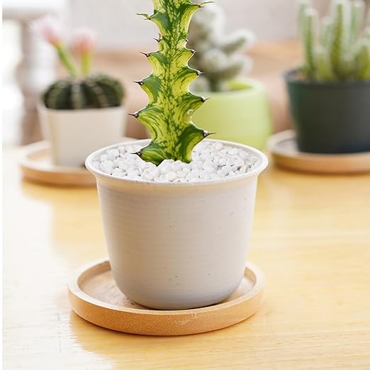 2.5 lbs White Aquarium Gravel, 1/5 Inch White Rocks for Plants, Small Pebbles for Vases, Succulents, Bamboo, Natural Decorative Pebbles for Plants Drainage, Cactus, Crafts-PurrikoPets