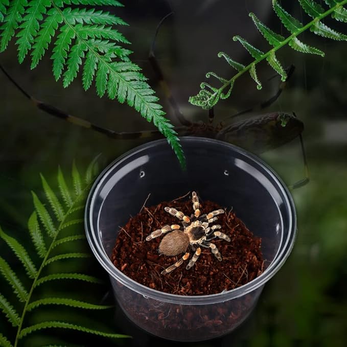 10 Pcs Spider Terrariums Breeding Box Small Round Hatching Container Acrylic Feeding Box for Spider Scorpion Centipede Insect-PurrikoPets