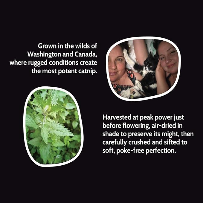 Fiend Catnip Safety-Cut 100% Pure Potent Fine Cat Nip for Cats & Kittens – Ultra Potent, North American – 1 Cup (34.5g) Canister – Go Ahead, Create a Monster!-PurrikoPets