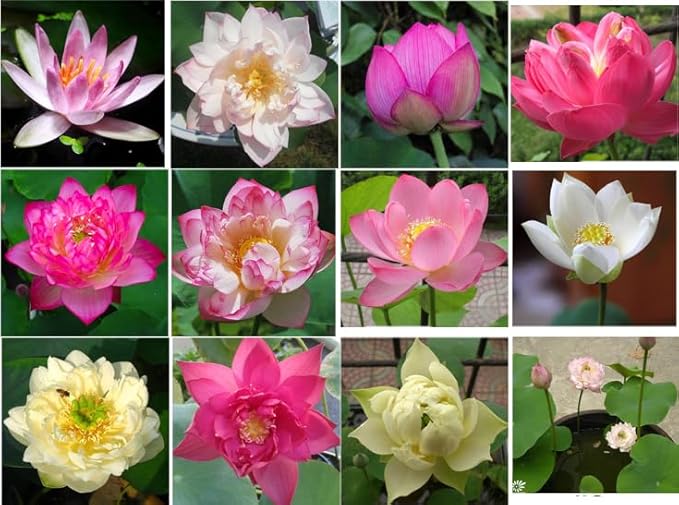 160 Sacred Lotus Seeds for Planting in Water Mixed Flower Color Pink Red White Yellow Multicolor Aquatic Nelumbo nucifera Bonsai Bowl Lotus Seed Lily Ponds Feature Water Gardens (160, Lotus Seed)-PurrikoPets
