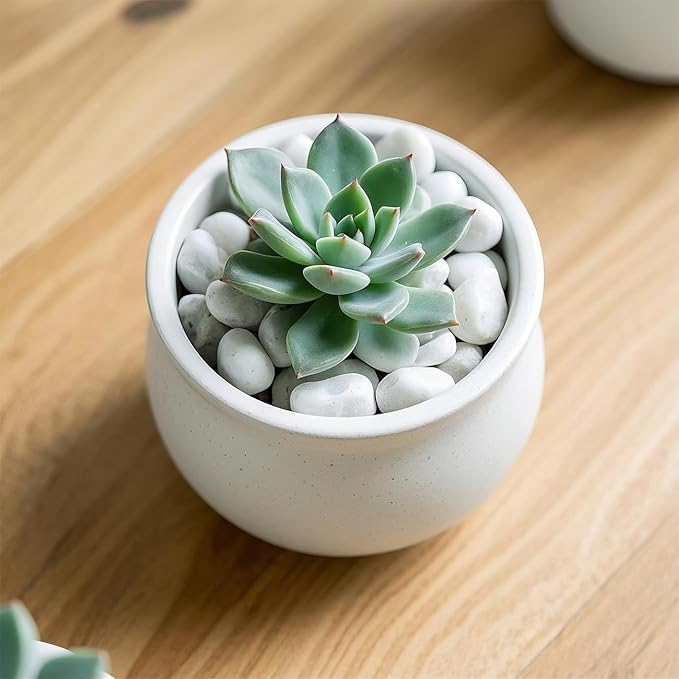 5 Lbs River Rocks for Plants,0.4-1.2 Inch Decorative Ornamental Pebbels, High Polished Stones for Garden Landscaping, Smooth Gravel Filler for Outdoor Plants, Succulents, Fish Tank and Vases, White-PurrikoPets