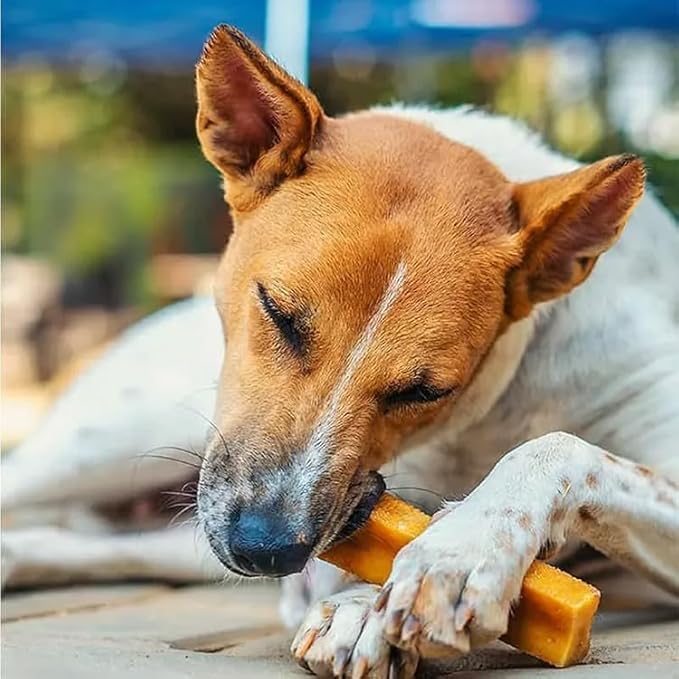 Dogsee Original Himalayan Yak Chews for Dogs (Medium - 2 Bars) | 100% Natural | Dog Treats Healthy | No Grain, No Gluten | for Teeth Cleaning-PurrikoPets