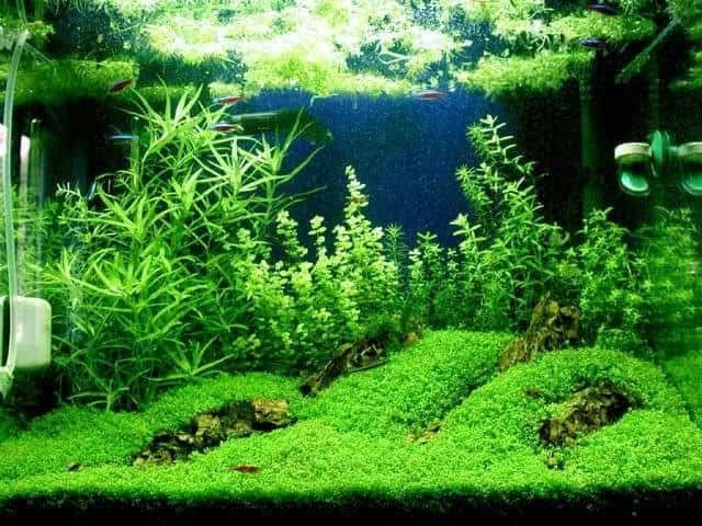 Foreground Potted Live Aquarium Plants | Freshwater Aquatic Plants for Aquariums (Potted Dwarf Baby Tears, 5 Pack)-PurrikoPets