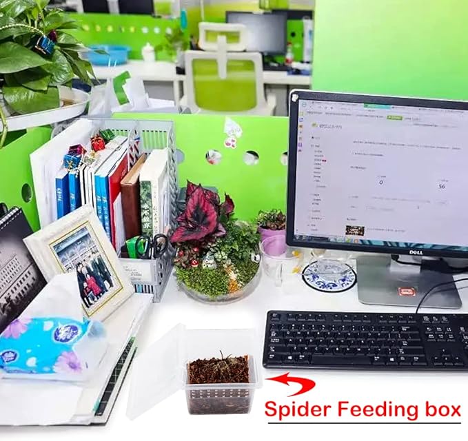 20 Pcs Spider Terrariums Breeding Box Hatching Container Acrylic Feeding Box for Small Reptile Scorpion Centipede Insect (Small Size)-PurrikoPets