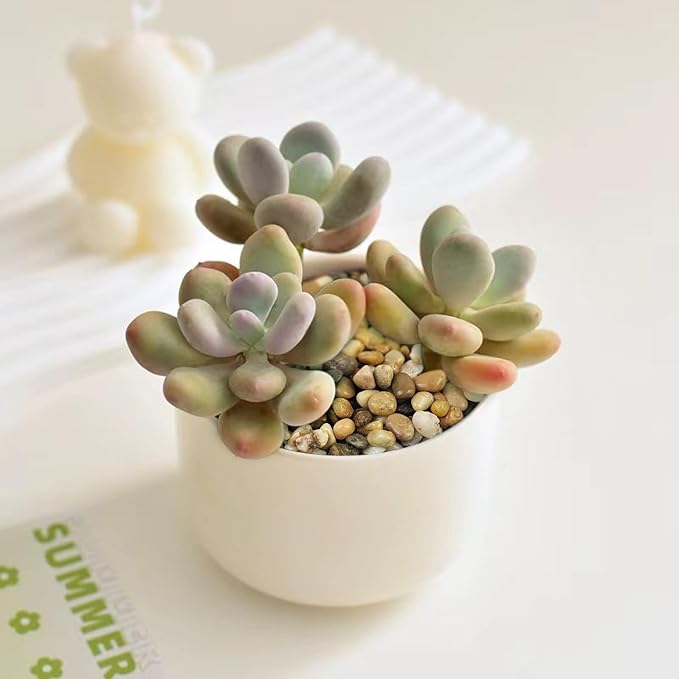 10 lbs Aquarium Pea Gravel, 3/8 Inch Polished Pebbles. Decorative Stones River Rocks for Succulent Soil Cover, Fish Yank, Vase and Outdoor Garden Landscaping-PurrikoPets