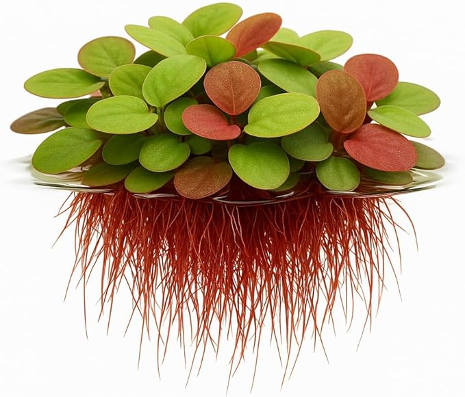 10 Plus Red Root Floater Plants Phyllanthus fluitans Floating Pond Plant Live Aquarium Floating Plants Create Shade and Hiding for Your Fish and Other inhabitants-PurrikoPets