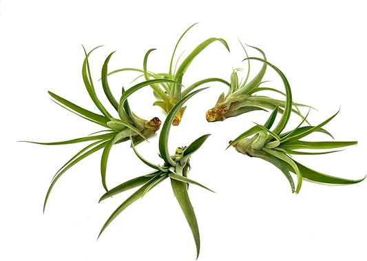 Air Plants - Tillandsia Capitata (Peach), Large 5-7” - 5 ct - Live Arrival Guaranteed - House Plants for Home Decor & Gift-PurrikoPets