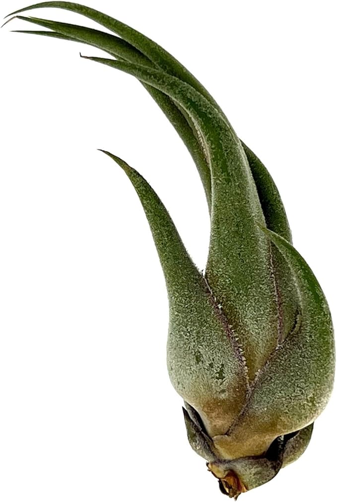 Air Plants - Tillandsia Seleriana, Large 4-6" - 1ct - Live Arrival Guaranteed - House Plants for Home Decor & Gift-PurrikoPets