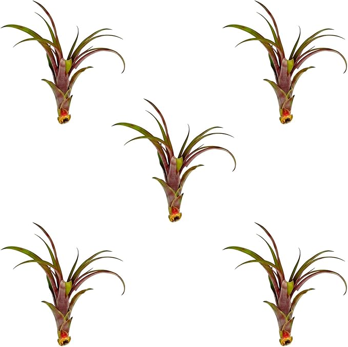 Air Plants - Tillandsia Red Capitata, Large 5-7” - 5 ct - Live Arrival Guaranteed - House Plants for Home Decor & Gift-PurrikoPets