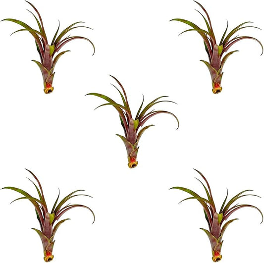 Air Plants - Tillandsia Red Capitata, Large 5-7” - 5 ct - Live Arrival Guaranteed - House Plants for Home Decor & Gift-PurrikoPets