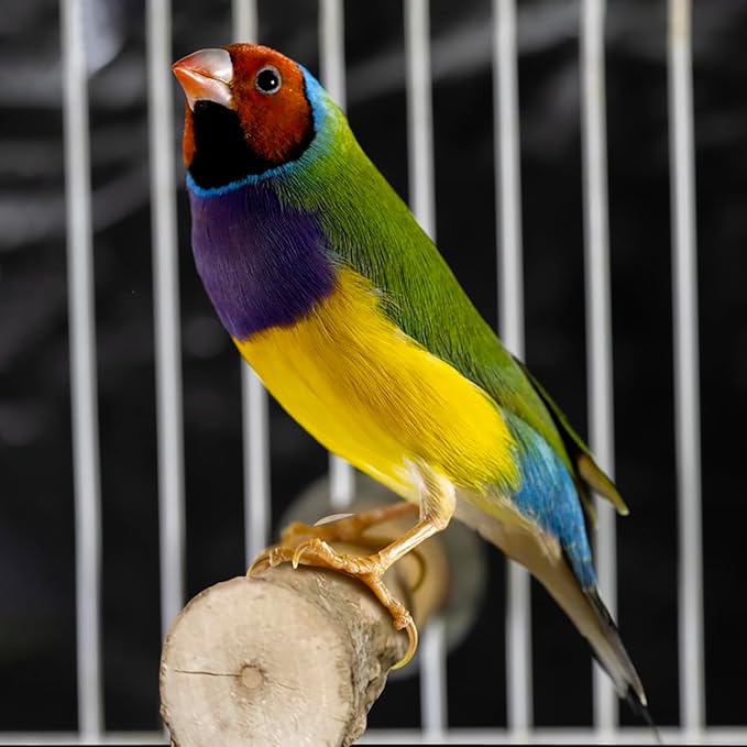 4 Pcs Natural Wooden Bird Perch Parrot Stand, 2 Grape Wood Perches, A Stand Fork Standing Branch, A Paw Grinding Fork, Bird Cage Accessories for Parakeets, Birdcage Sticks & Toys for Budgies, Finches-PurrikoPets