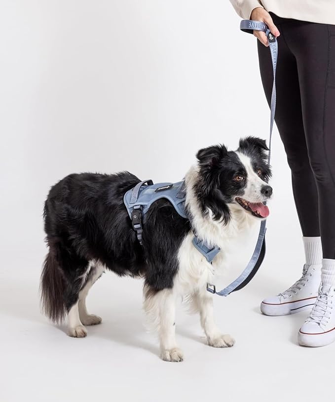 2025 New Edition, Fei & Eve MagEase Dog Harness - 3-Second Magnetic Buckles | 3-Point No-Pull Control | Heavy-Duty 900D Nylon | Dual Safety Handles | Breathable Mesh | Adjustable Fit |Small, Blue-PurrikoPets