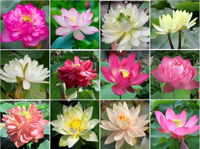 10 Sacred Lotus Seeds for Planting in Water Mixed Flower Color Pink Red White Yellow Multicolor Aquatic Nelumbo nucifera Bonsai Bowl Lotus Seed Ponds Water Feature Gardens Water Lily (10, Lotus Seed)-PurrikoPets