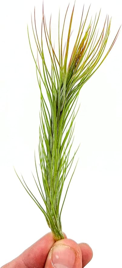 Air Plants - Tillandsia Funckiana Hybrid, Large 5-7" - 3ct - Live Arrival Guaranteed - House Plants for Home Decor & Gift-PurrikoPets