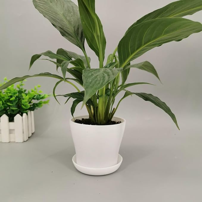 50 Pack 4 Inch Plant Pots Bulk Small Plastic Planters Pots with Drainage Holes Flower Pot for Succulent, Cactus, Herb, African Violet (50pcs-White, 4Inches)-PurrikoPets