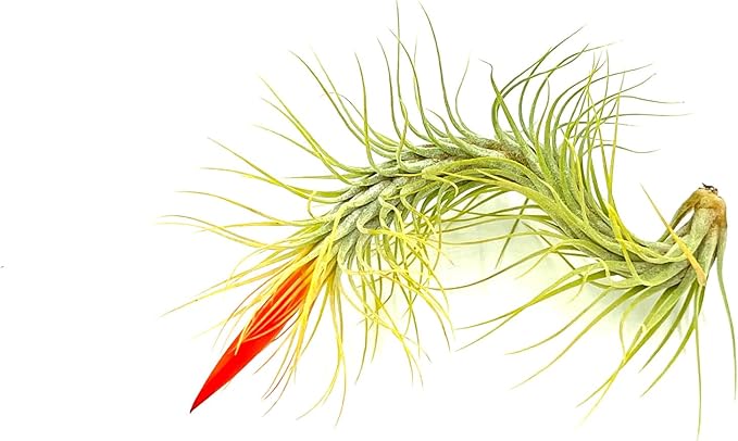 Air Plants - Tillandsia Funckiana Hybrid, Large 5-7" - 2ct - Live Arrival Guaranteed - House Plants for Home Decor & Gift-PurrikoPets
