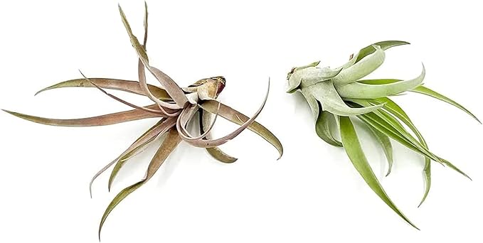 Air Plants - Tillandsia Capitata (Peach), Large 5-7” - 2 ct - Live Arrival Guaranteed - House Plants for Home Decor & Gift-PurrikoPets